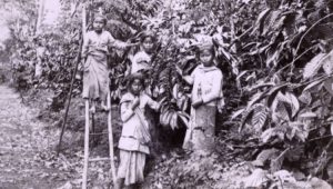 menelusuri-sejarah-kopi-dari-penemuan-hingga-popularitas-global