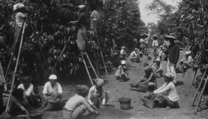 menelusuri-sejarah-kopi-dari-penemuan-hingga-popularitas-global